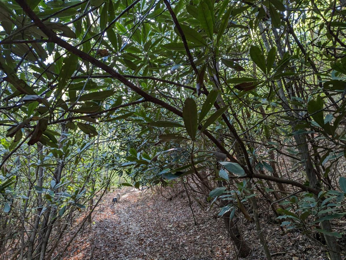 Hidden Hollow Bed And Breakfast Otto Luaran gambar